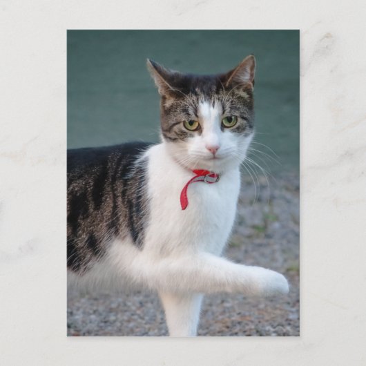 Cat zegt hi CC0215 Cute pet foto Briefkaart (Voorkant)