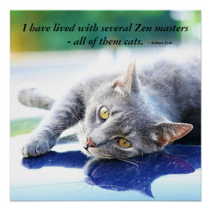 Cat Zen Master Perfect Poster