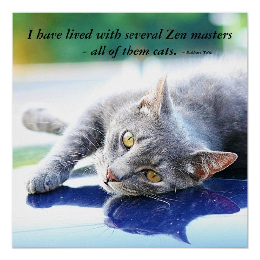Cat Zen Master Perfect Poster (Voorkant)