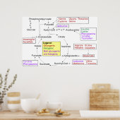 Catabolisme van proteïnogene aminozuren Diagram Poster (Keuken)