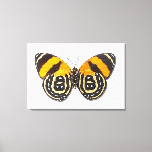 Catagramma cynosura canvas afdruk (Voorkant)