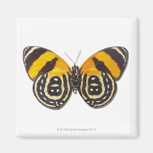 Catagramma cynosura magneet (Voorkant)