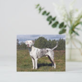 catahoula briefkaart (Staand voorkant)