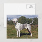 catahoula briefkaart (Voorkant / Achterkant)