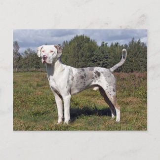 catahoula briefkaart