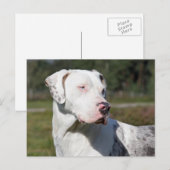 catahoula briefkaart (Voorkant / Achterkant)