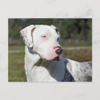 catahoula briefkaart