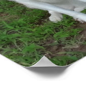 Catahoula en Ausky Dog Friendship Poster (Hoek)