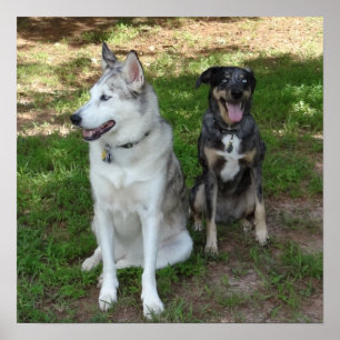 Catahoula en Ausky Dog Friendship Poster