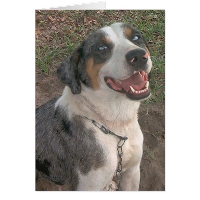 Catahoula Leopard Dog (Voorkant)
