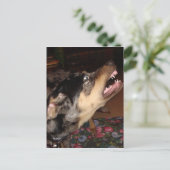 Catahoula Leopard Dog Briefkaart (Staand voorkant)