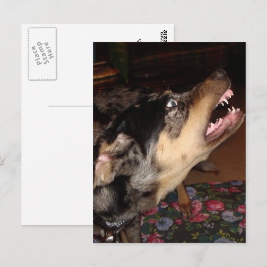 Catahoula Leopard Dog Briefkaart (Voorkant / Achterkant)