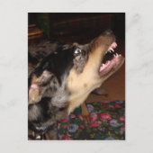 Catahoula Leopard Dog Briefkaart (Voorkant)