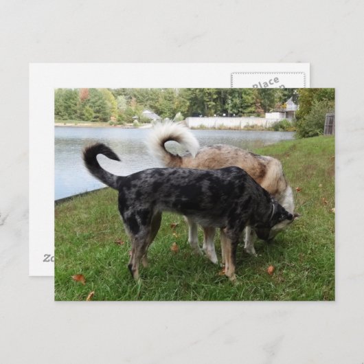 Catahoula Leopard Dog en Ausky Dog Sniffing Briefkaart (Voorkant / Achterkant)