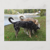 Catahoula Leopard Dog en Ausky Dog Sniffing Briefkaart (Voorkant)