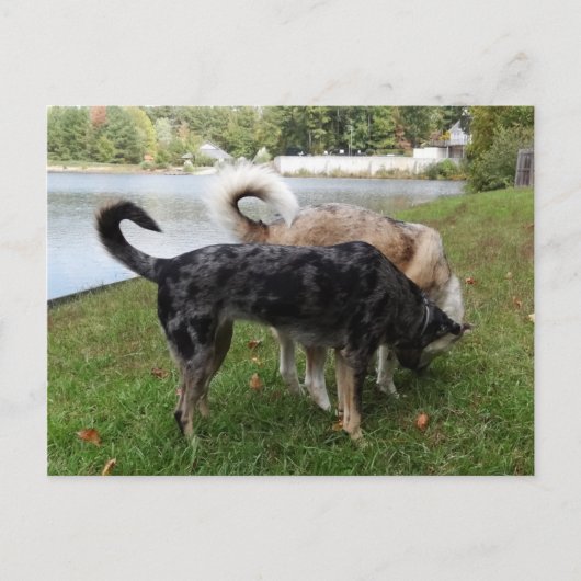 Catahoula Leopard Dog en Ausky Dog Sniffing Briefkaart (Voorkant)