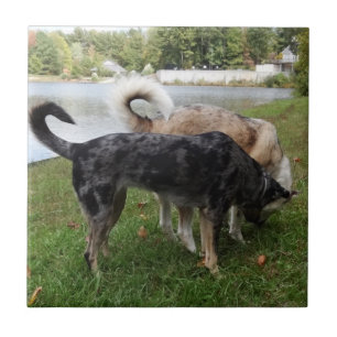 Catahoula Leopard Dog en Ausky Dog Sniffing Tegeltje
