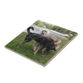 Catahoula Leopard Dog en Ausky Dog Sniffing Tegeltje (Zijkant)