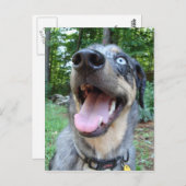 Catahoula Leopard Dog Face Briefkaart (Voorkant / Achterkant)