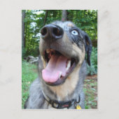 Catahoula Leopard Dog Face Briefkaart (Voorkant)