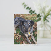 Catahoula Leopard Dog Lading Down Briefkaart (Staand voorkant)