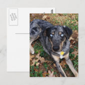 Catahoula Leopard Dog Lading Down Briefkaart (Voorkant / Achterkant)