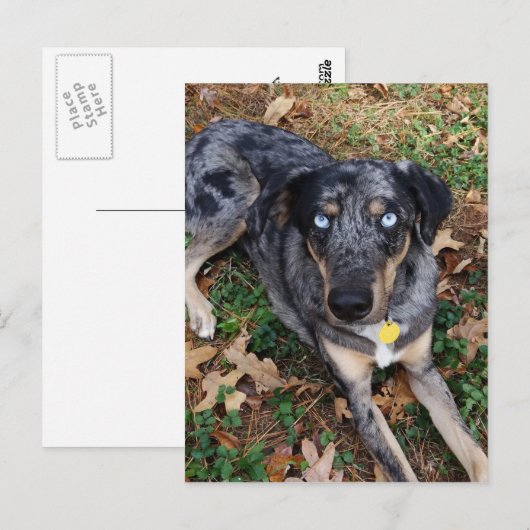 Catahoula Leopard Dog Lading Down Briefkaart (Voorkant / Achterkant)