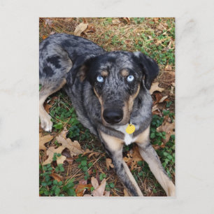 Catahoula Leopard Dog Lading Down Briefkaart