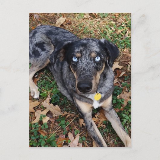 Catahoula Leopard Dog Lading Down Briefkaart (Voorkant)