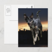 Catahoula Leopard Dog op zonsondergang Briefkaart (Voorkant / Achterkant)