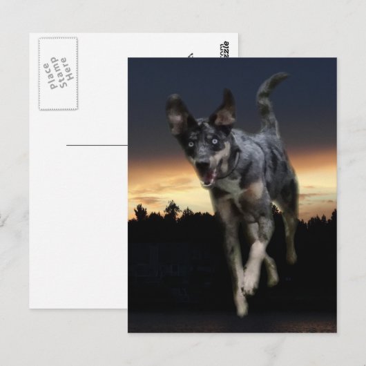Catahoula Leopard Dog op zonsondergang Briefkaart (Voorkant / Achterkant)