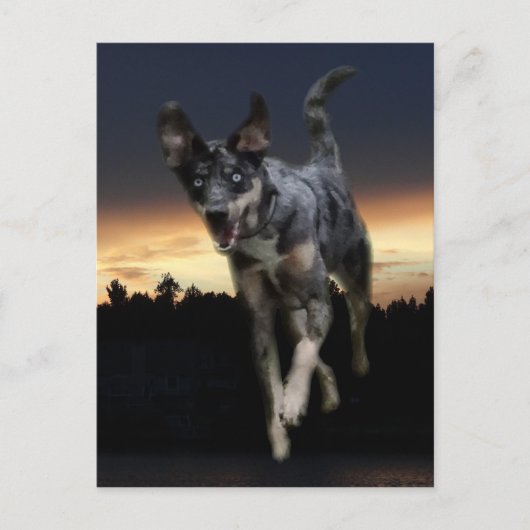 Catahoula Leopard Dog op zonsondergang Briefkaart (Voorkant)