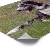 Catahoula Leopard Dog Poster (Hoek)