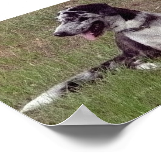 Catahoula Leopard Dog Poster (Hoek)