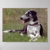 Catahoula Leopard Dog Poster (Voorkant)