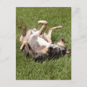 Catahoula Leopard Dog Rolling in Grass Briefkaart