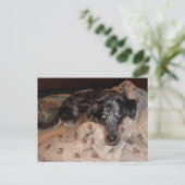 Catahoula Leopard Dog Snoozing Briefkaart (Staand voorkant)