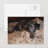 Catahoula Leopard Dog Snoozing Briefkaart (Voorkant / Achterkant)