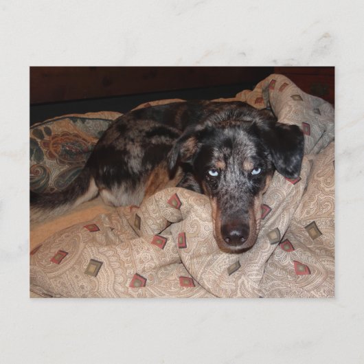 Catahoula Leopard Dog Snoozing Briefkaart (Voorkant)