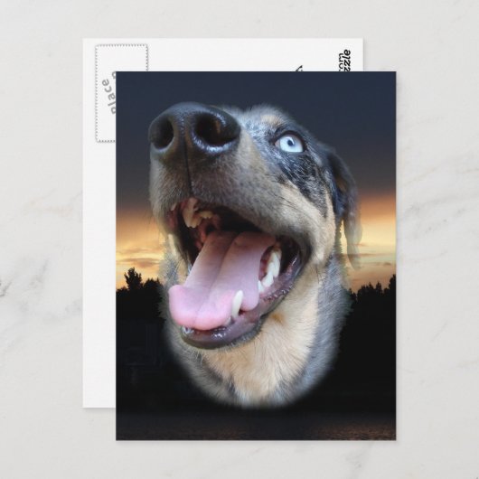 Catahoula Leopard Dog Sunset Briefkaart (Voorkant / Achterkant)