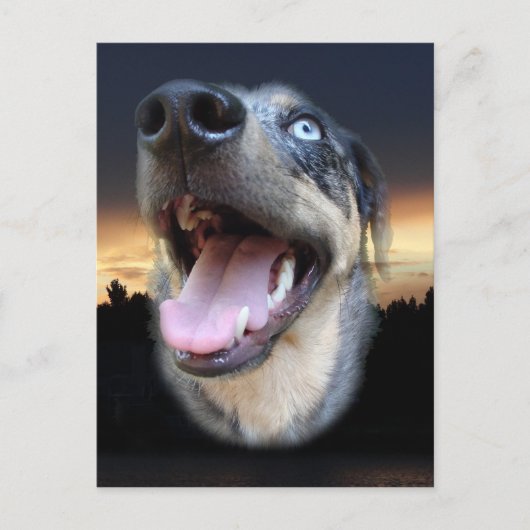 Catahoula Leopard Dog Sunset Briefkaart (Voorkant)