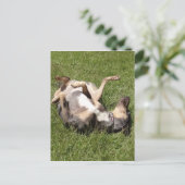 Catahoula Leopard Hog Dog Rolling in Grass Briefkaart (Staand voorkant)