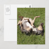 Catahoula Leopard Hog Dog Rolling in Grass Briefkaart (Voorkant / Achterkant)