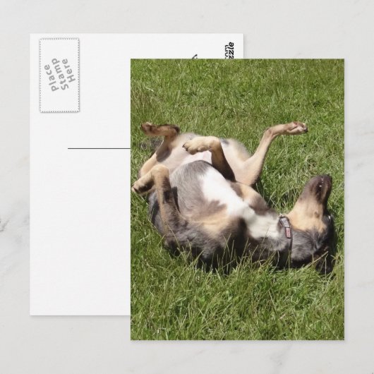 Catahoula Leopard Hog Dog Rolling in Grass Briefkaart (Voorkant / Achterkant)
