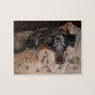 Catahoula Leopard Hond Snoozing Legpuzzel