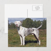 catahoula louisiana leopard briefkaart (Voorkant / Achterkant)