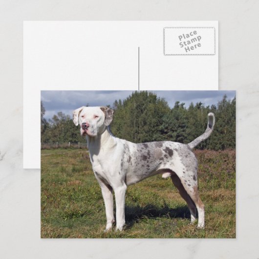 catahoula louisiana leopard briefkaart (Voorkant / Achterkant)