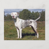 catahoula louisiana leopard briefkaart (Voorkant)