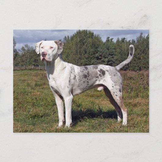 catahoula louisiana leopard briefkaart (Voorkant)