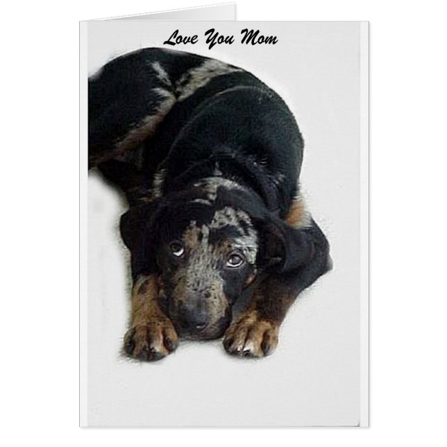 Catahoula Rescue (Voorkant)